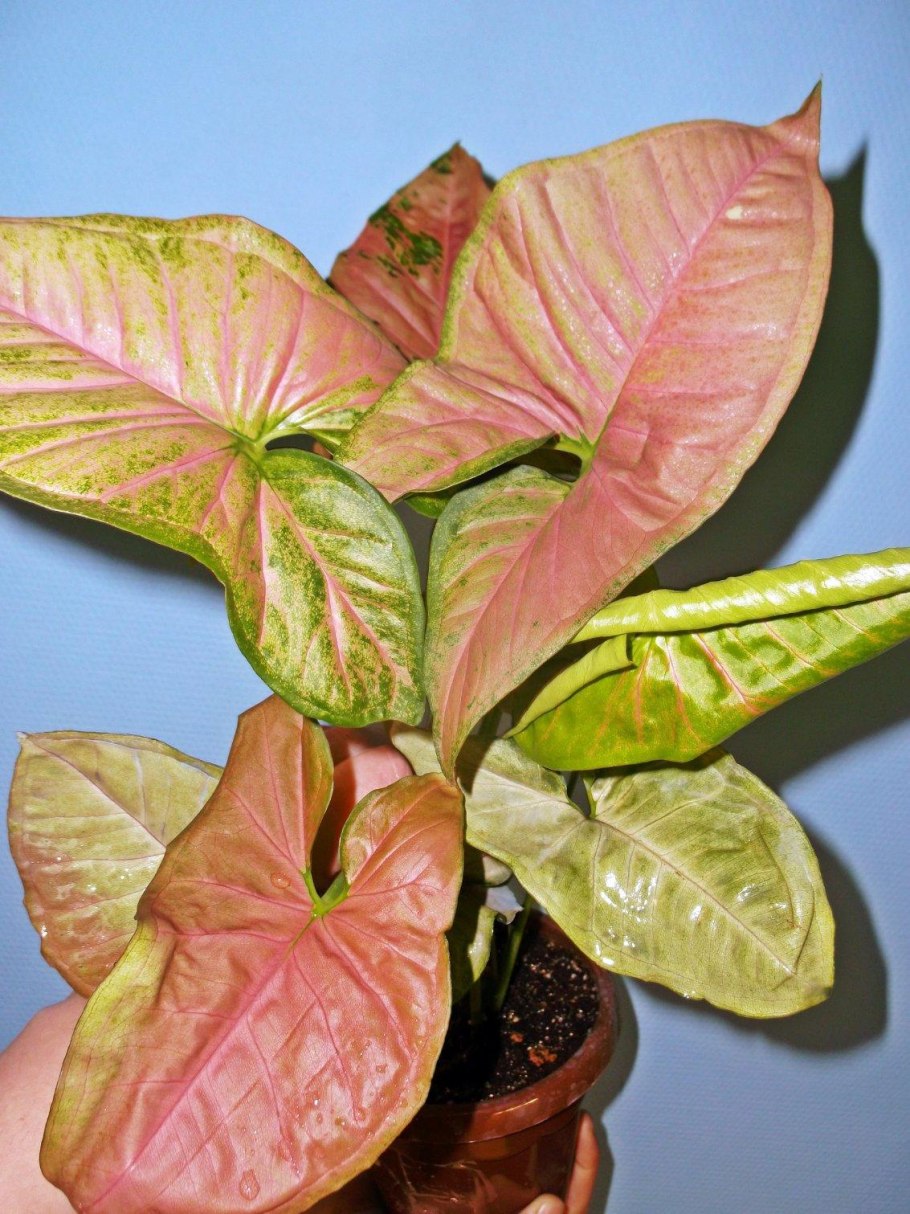 Syngonium Neon robusta