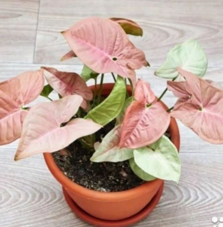 Пинк флексид сингониум