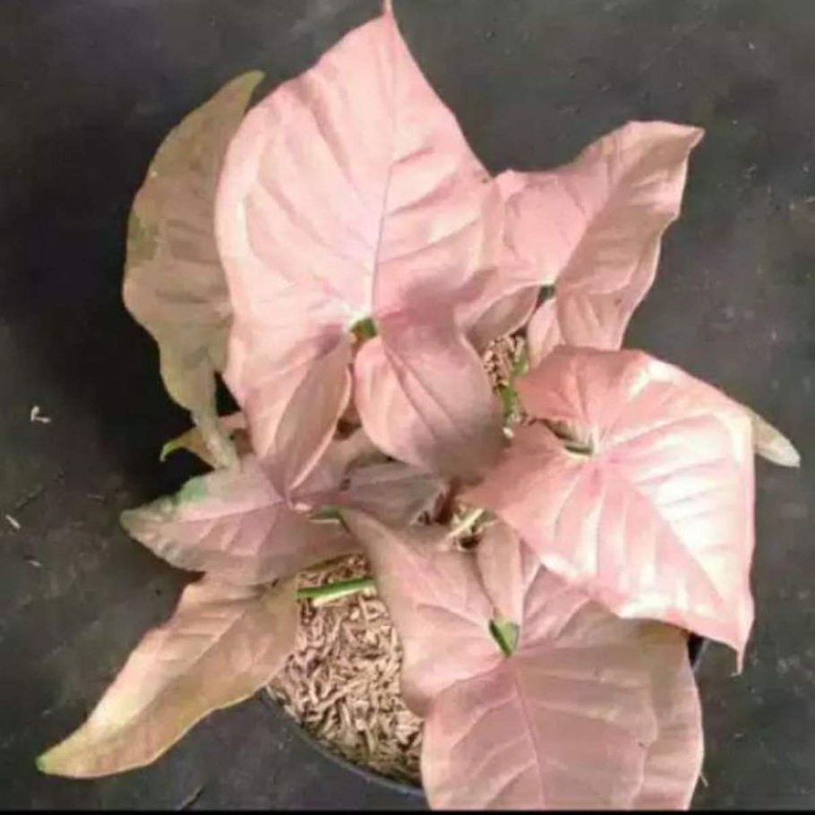 Сингониум Pink allusion