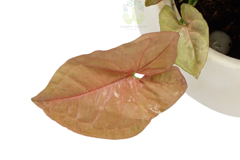 Сингониум бьюти лава