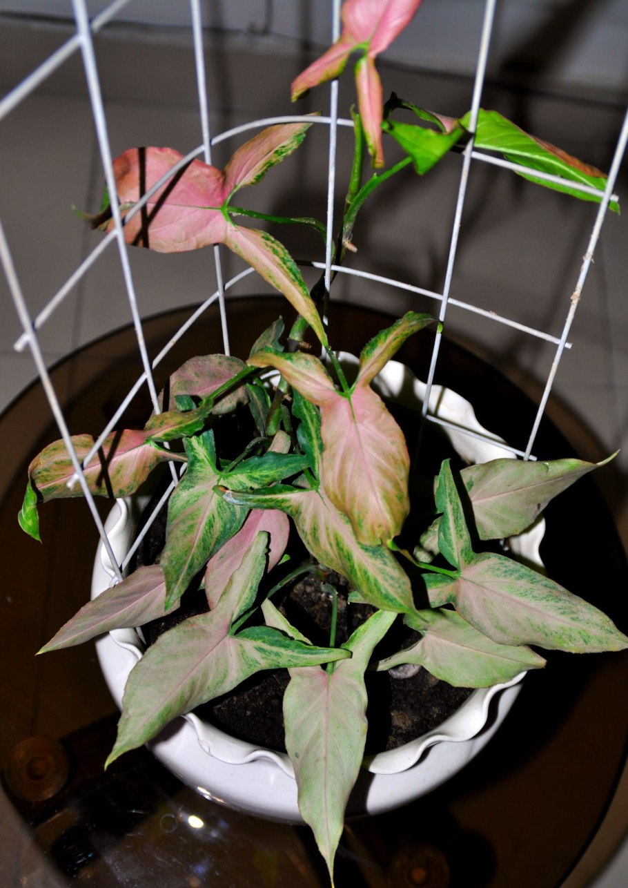 Сингониум wendlandii Arrowhead Vines