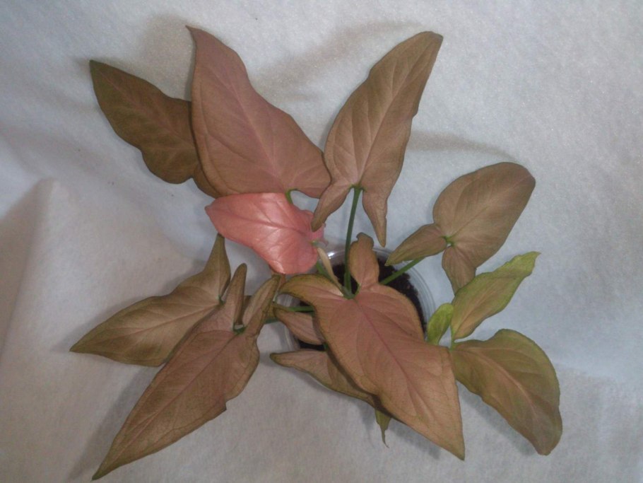 Сингониум Pink Splash