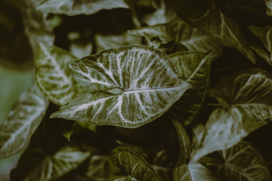 Сингониум Сильвер Пинк