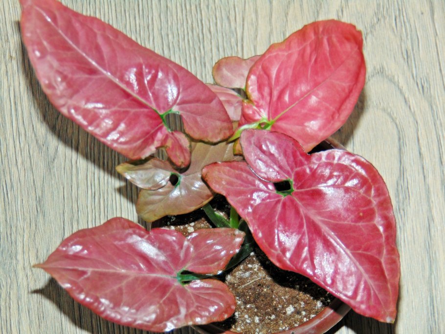 Сингониум Pink Маргарита