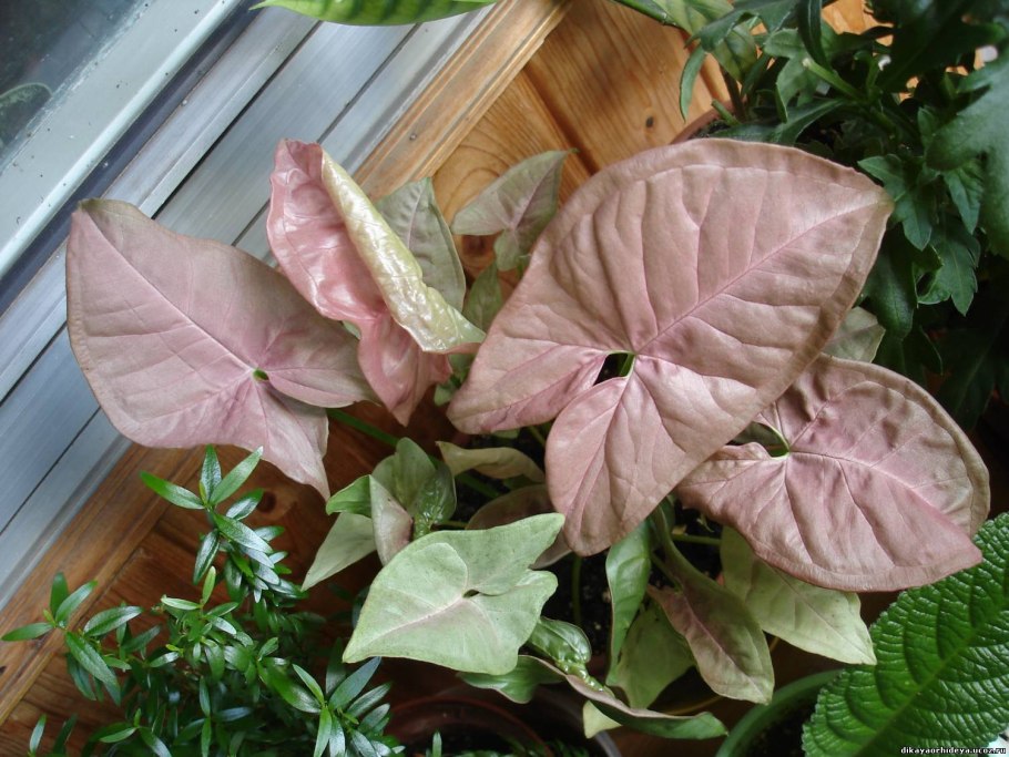 Сингониум podophyllum Neon