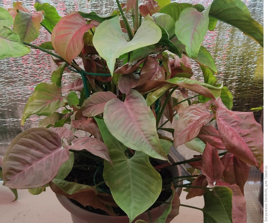 Сингониум неон Робуста