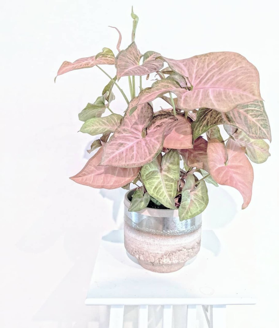 Сингониум неон Пинк