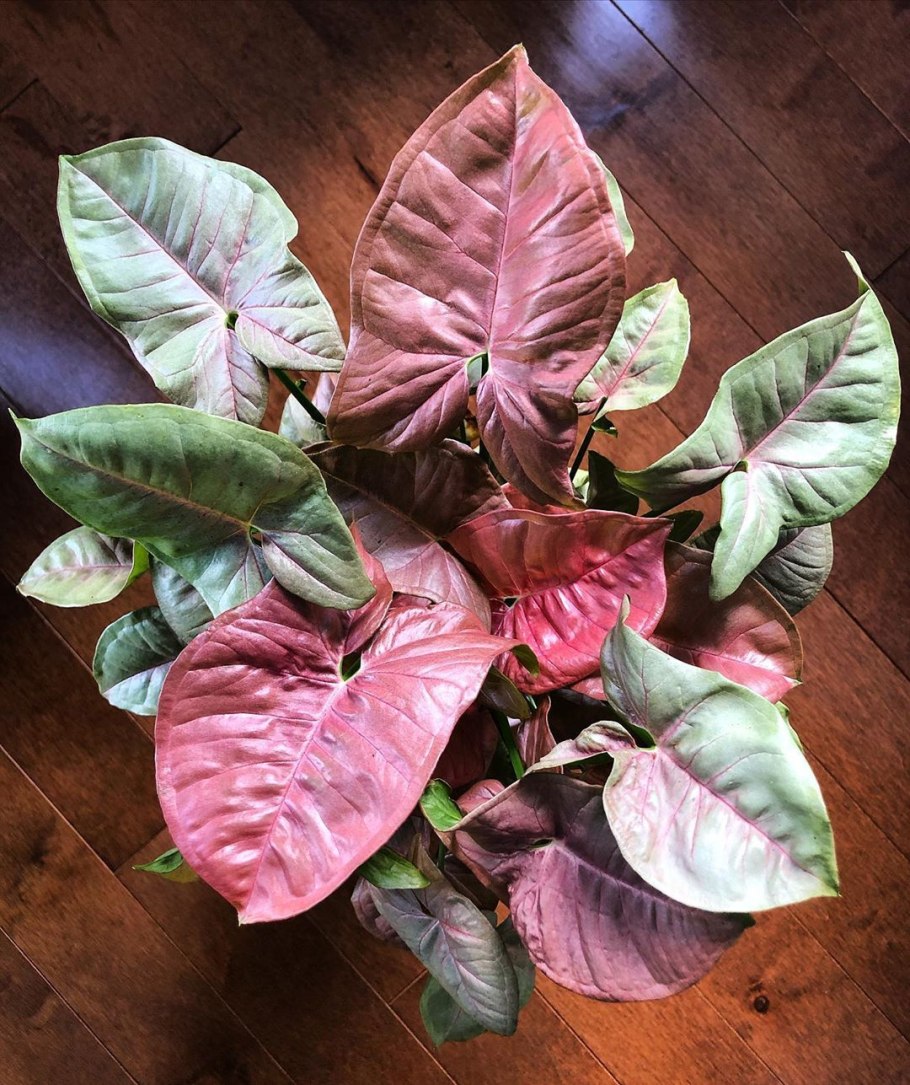 Сингониум Pink Splash