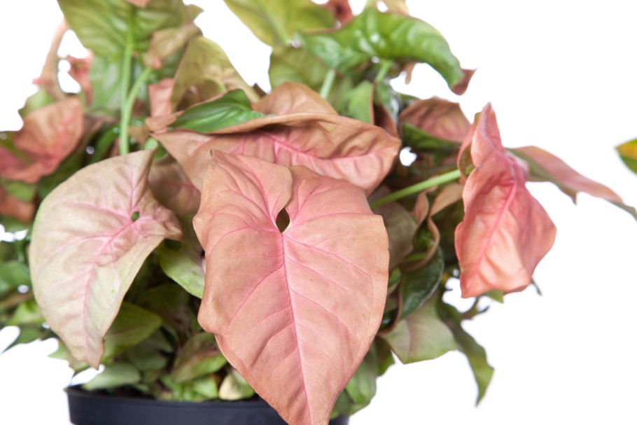 Сингониум Сплеш