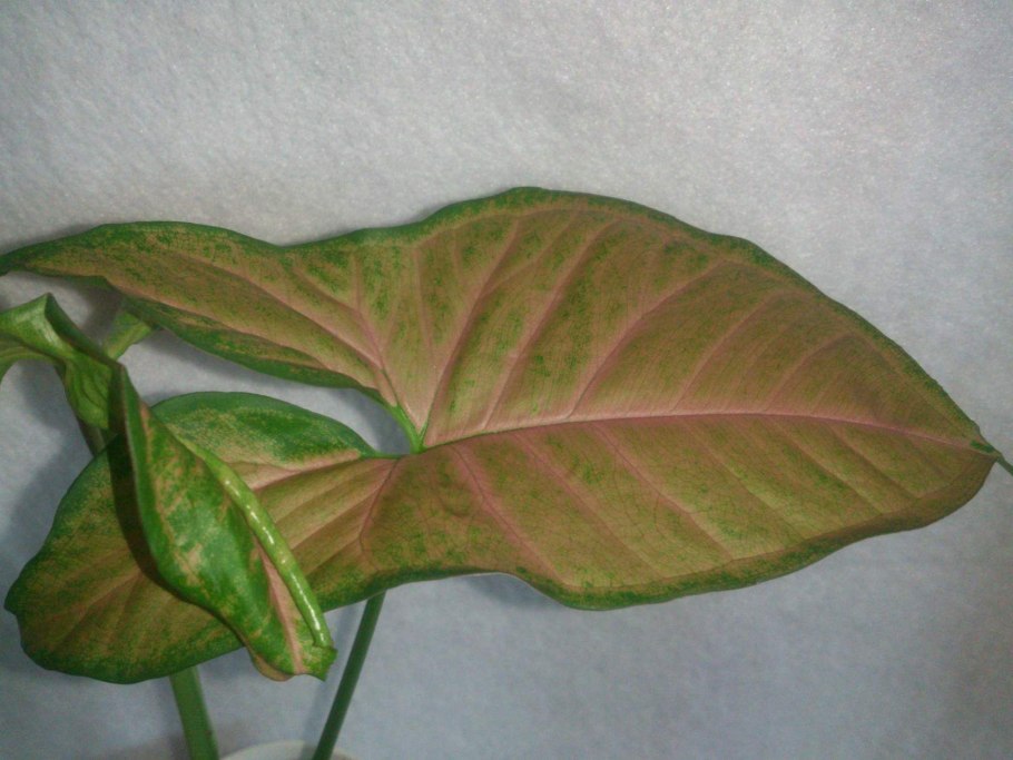 Сингониум Stingray Pink