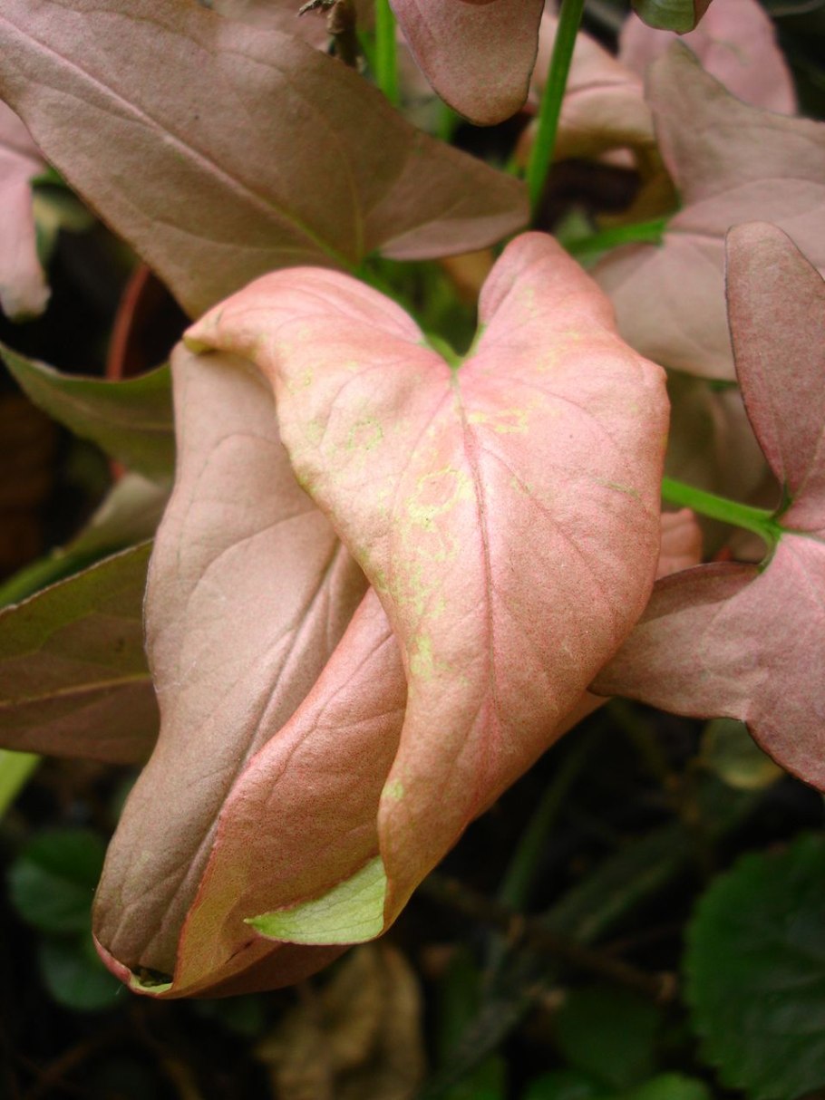 Сингониум Pink allusion