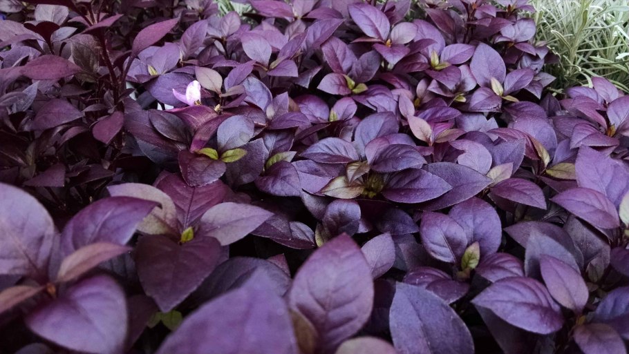 Alternanthera пурпурная