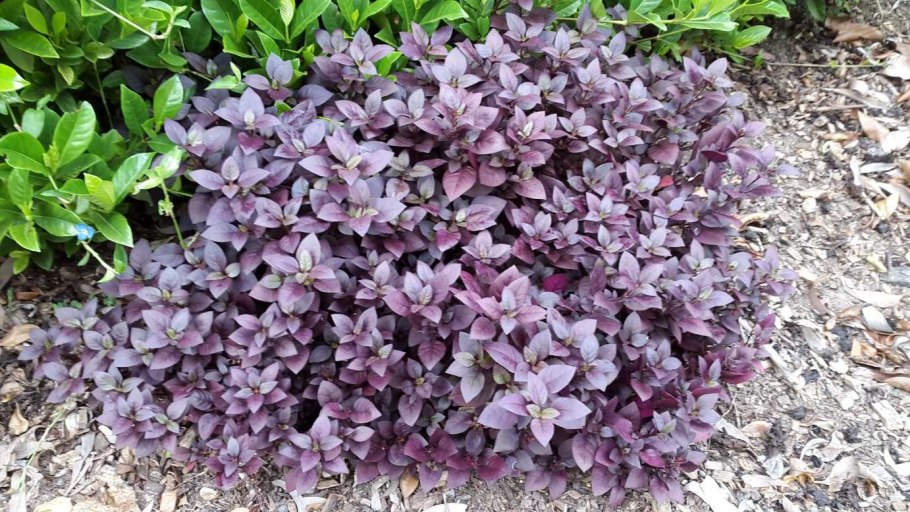 Scarlet Temple (Alternanthera reineckii)