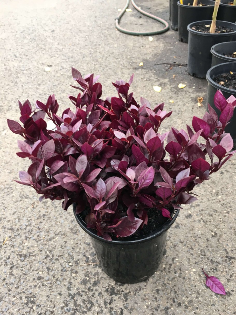 Alternanthera Purple Prince