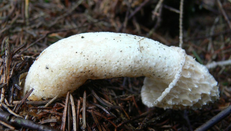Phallus impudicus веселка обыкновенная