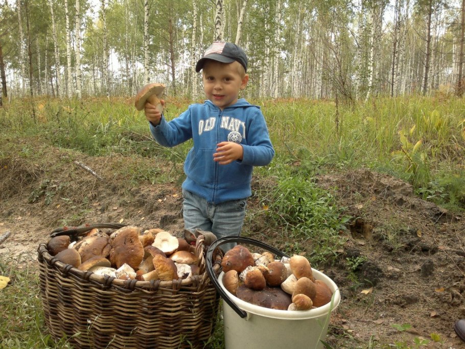 Грибница белых грибов