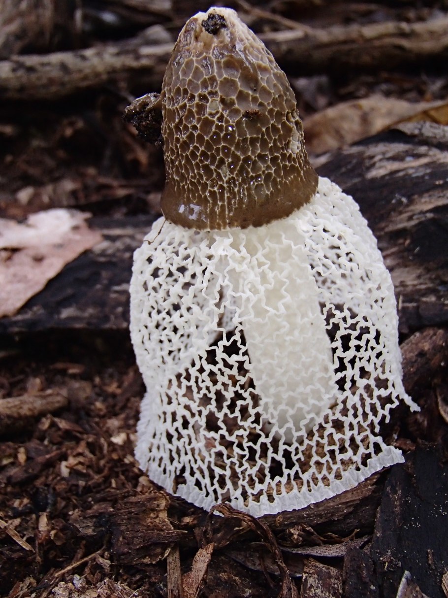 Звездовик полосатый Geastrum striatum