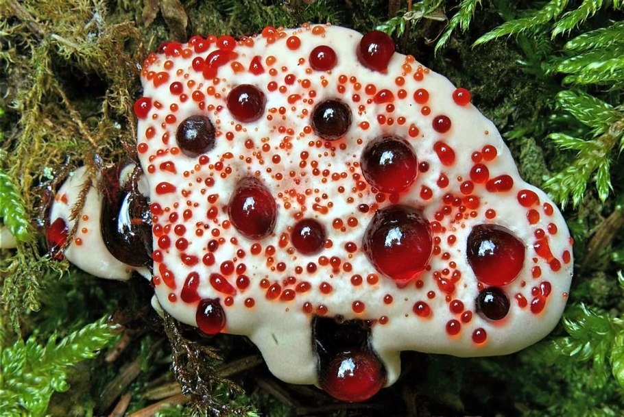 Phallus impudicus Веселка обыкновенная