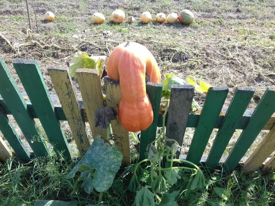 Бамбуковый гриб (phallus indusiatus).