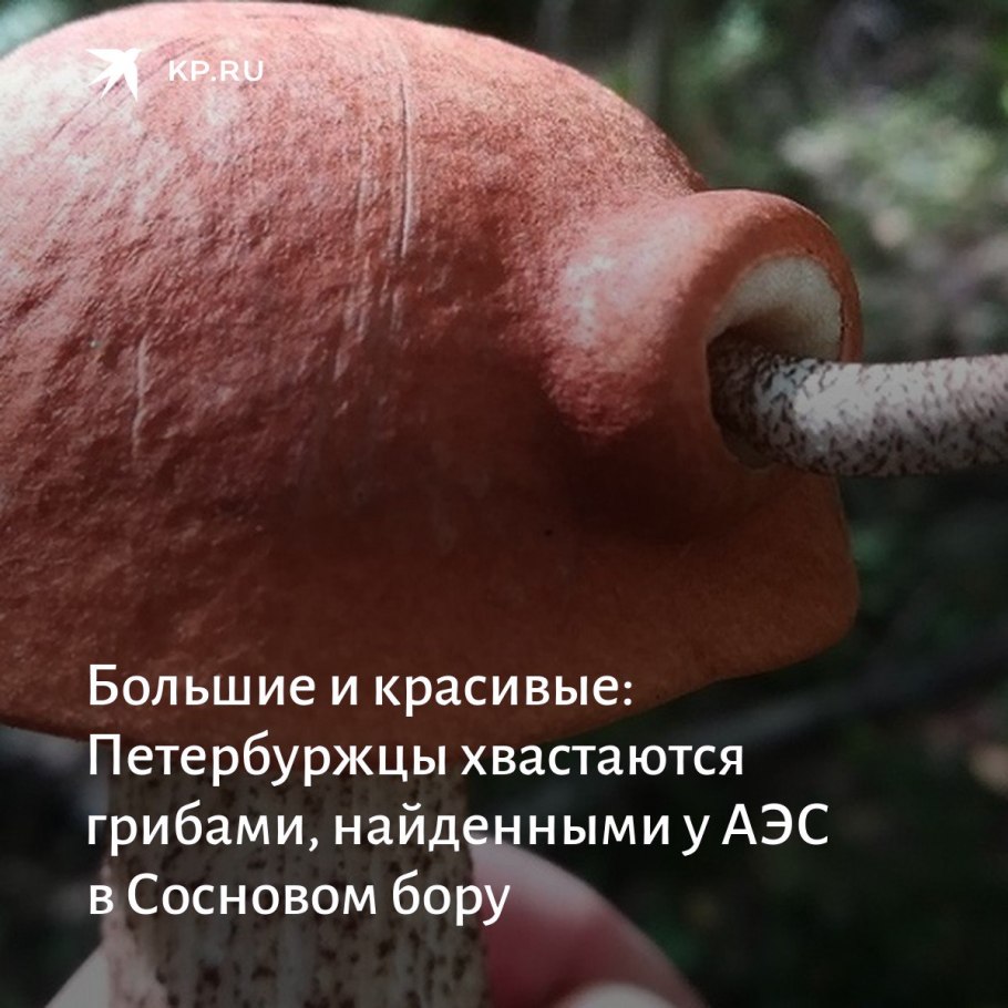 Гриб навозник чернила