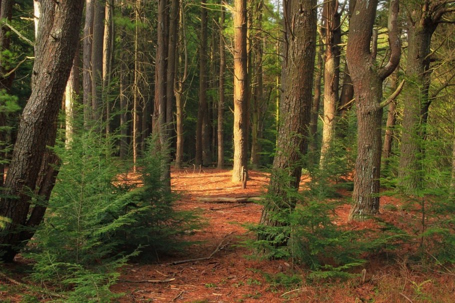 Елово Сосновый лес