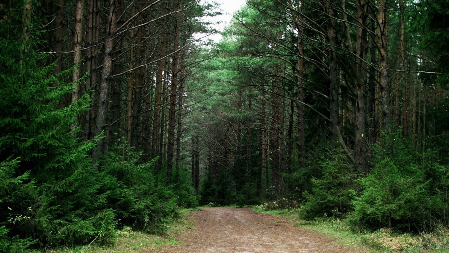 Ельник Кисличник