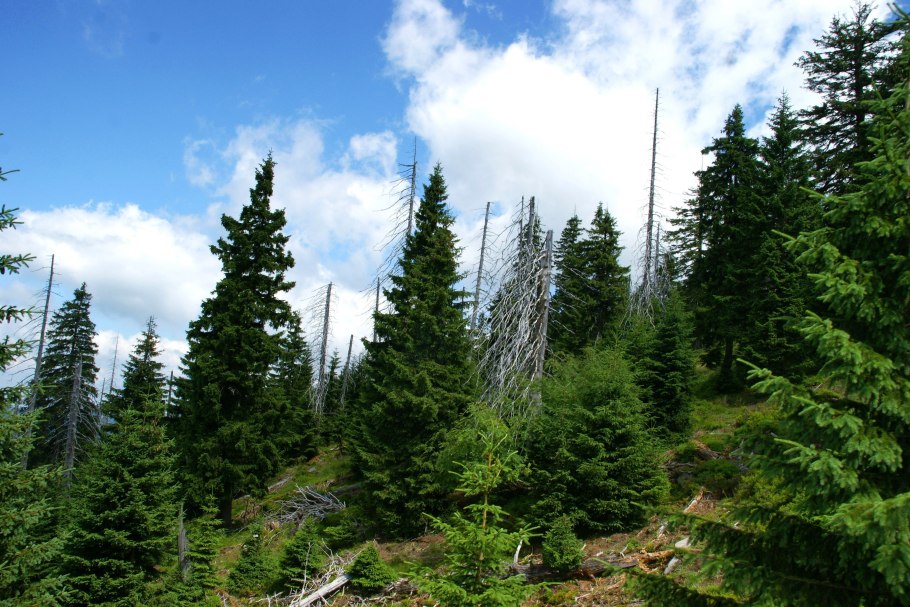 Лопасненский еловый остров