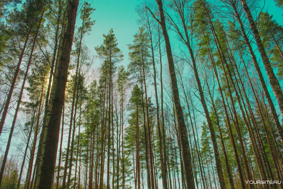 Хвойный лес сосны