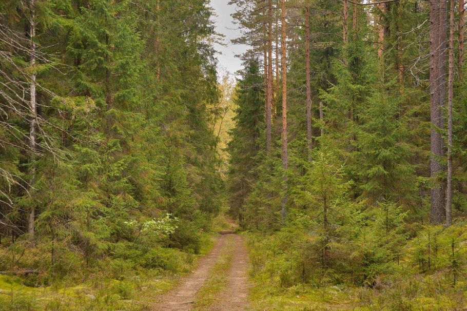Диковский лес Вологодский район