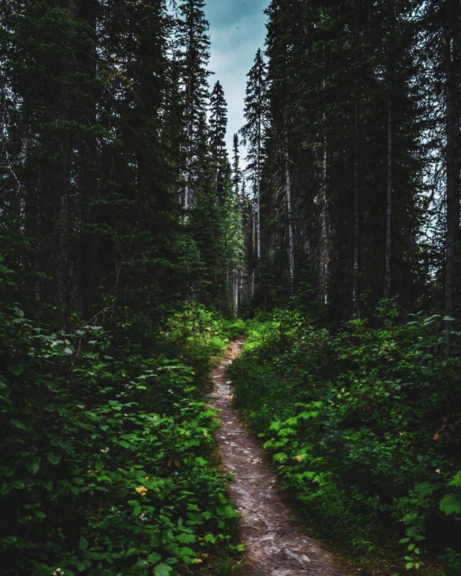 Тайга (хвойные леса) Сыктывкар