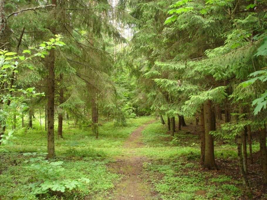 Ельники лес Брянская область