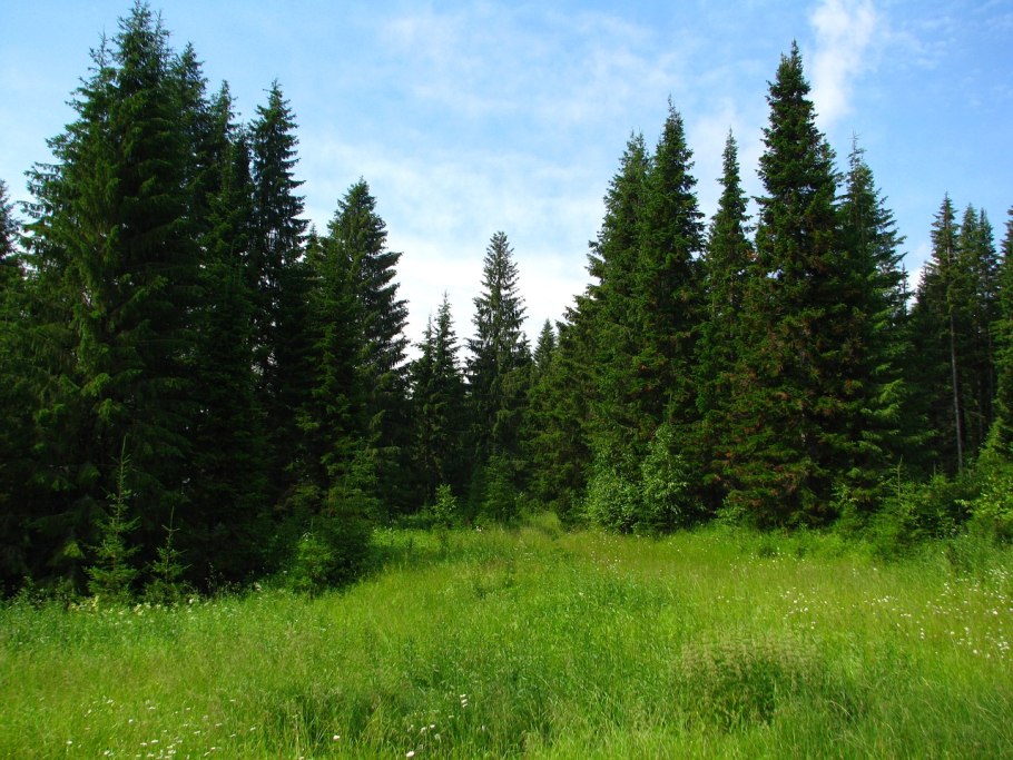 Хвойный лес лето