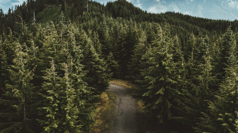 Хвойный лес