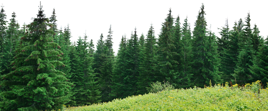 Еловый лес для детей