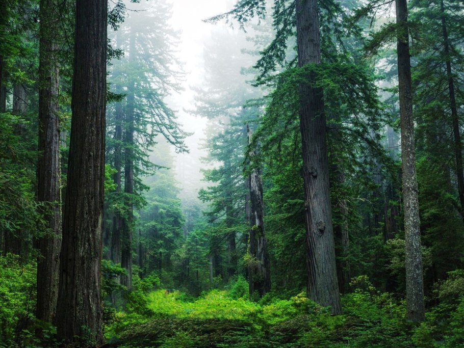 Труднопроходимый хвойный лес