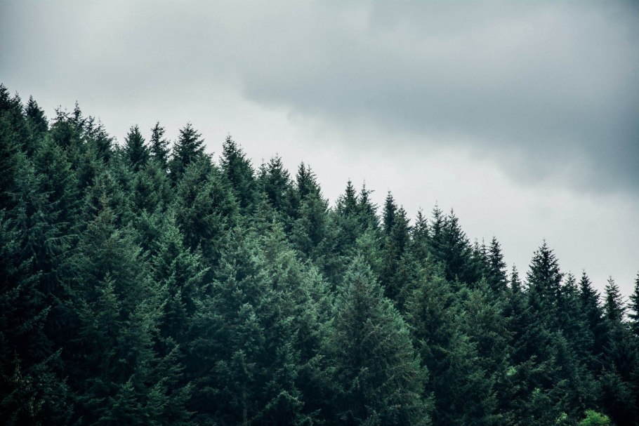 Хвойный лес