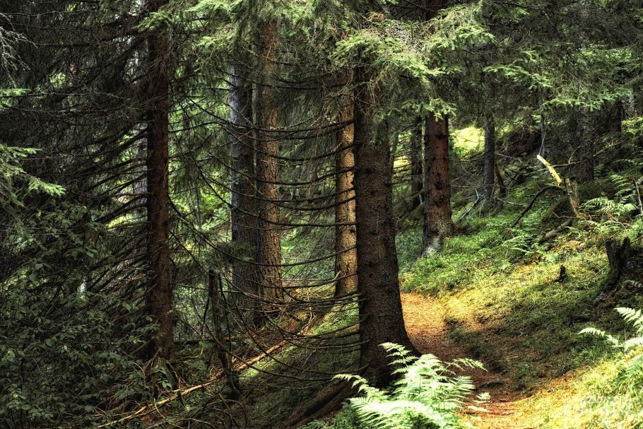 Загущенный хвойный лес