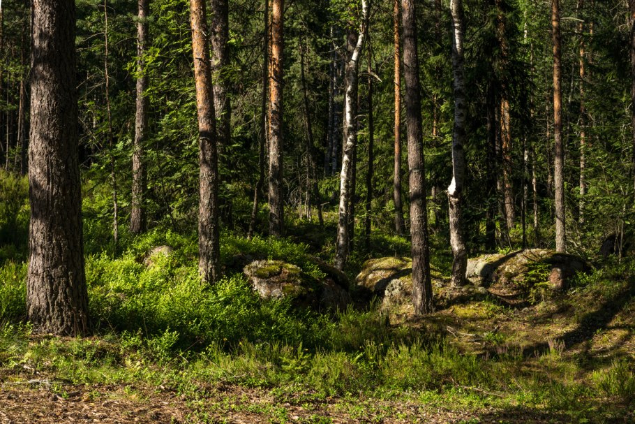 Лесная опушка ельник