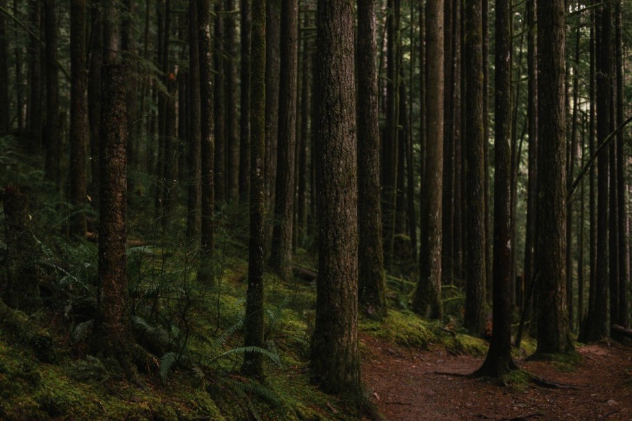 Загущенный хвойный лес