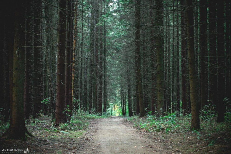 Темный хвойный лес