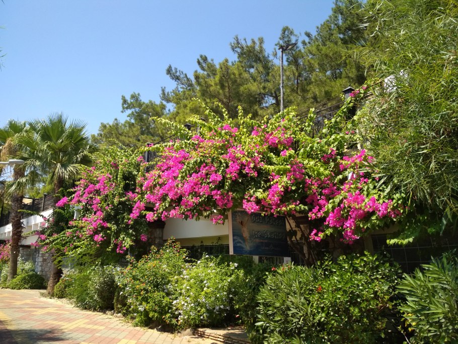 Бундельвиния