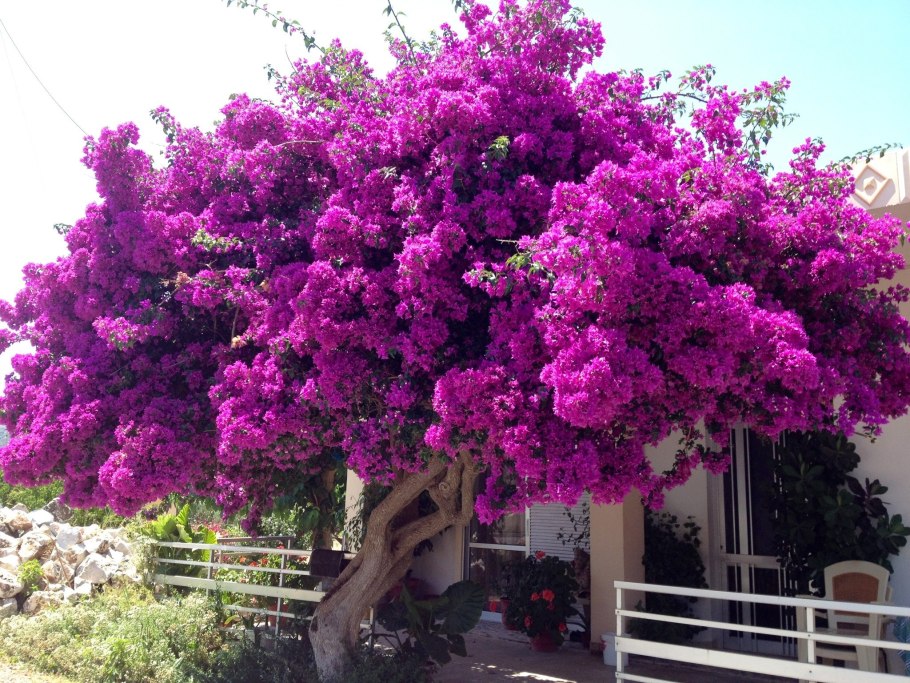 Бугенвиллия в Сочи