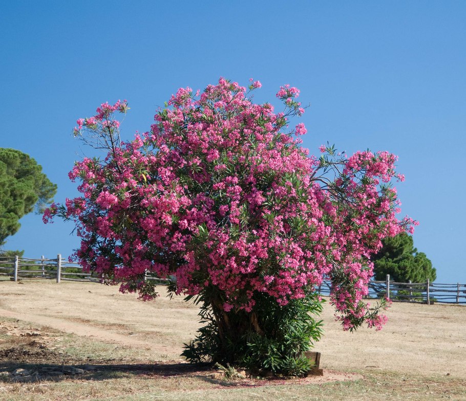 Олеандр кустарник