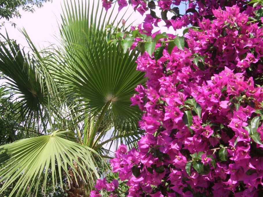 Бугенвиллия Турция