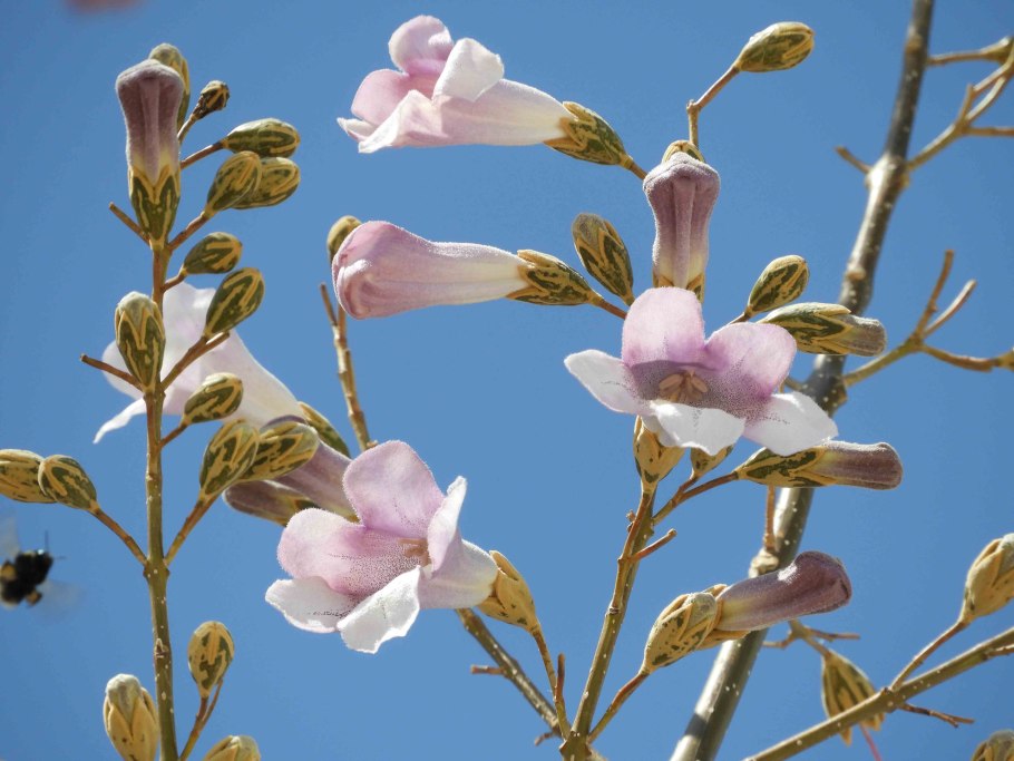 Турецкие растения