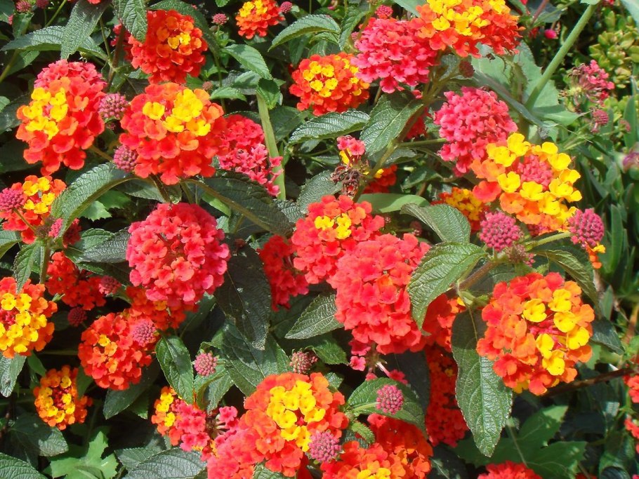 Лантана турецкая