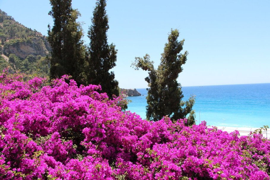 Цветущие кустарники Средиземноморья