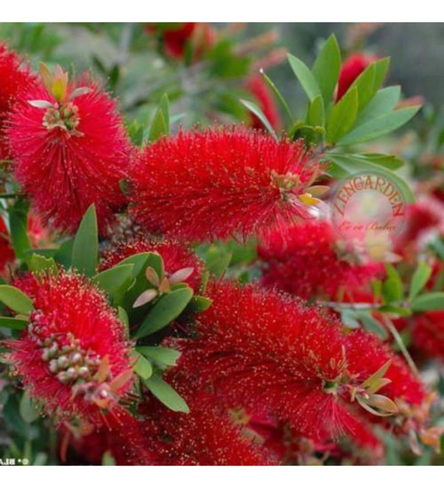 Каллистемон кустарник