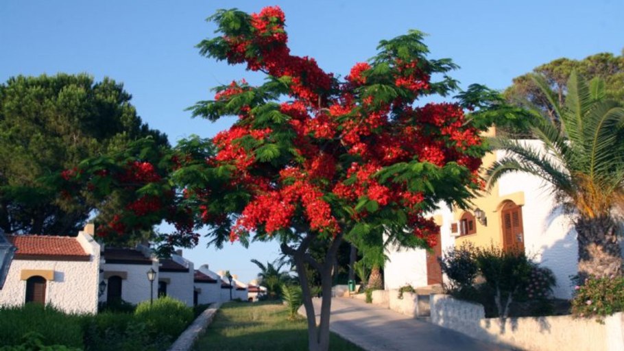 Северный Кипр Цветущий