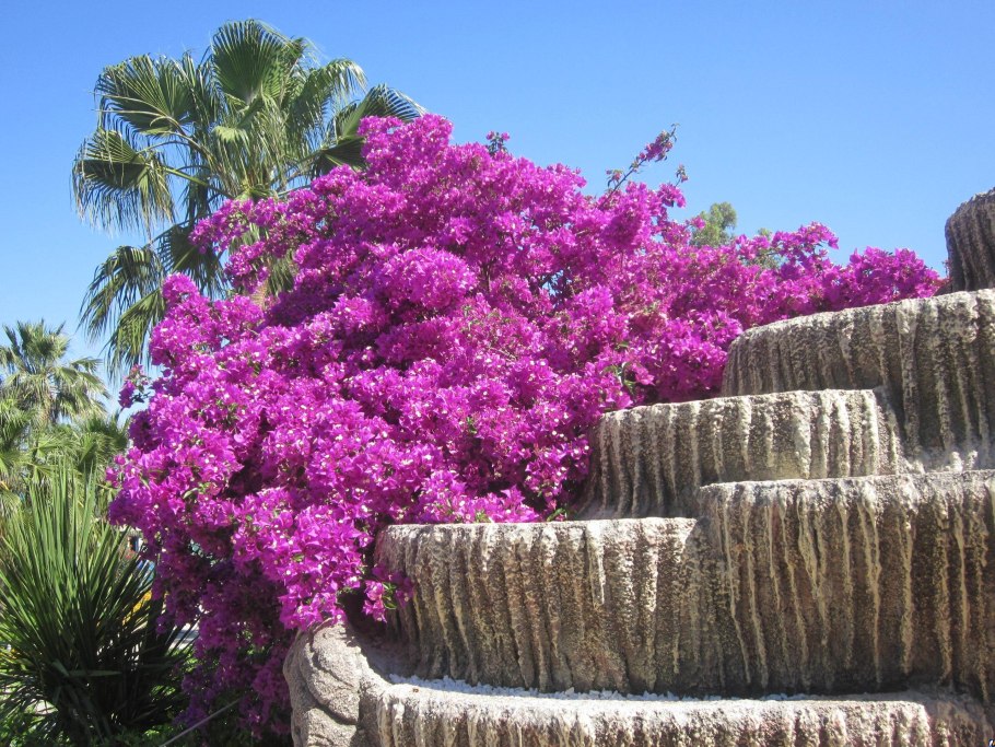 Мармарис растение